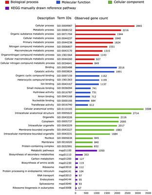 Transcriptome analysis of Phytophthora cactorum infecting strawberry identified RXLR effectors that induce cell death when transiently expressed in Nicotiana benthamiana